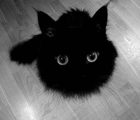 кот