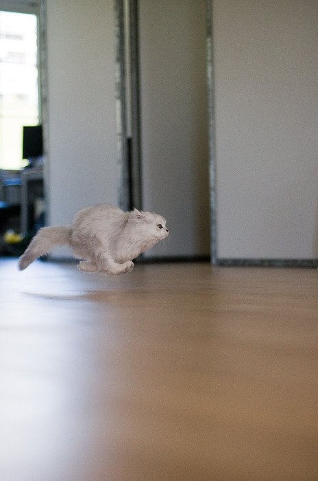 коте как птица