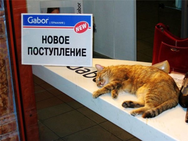 Новое поступление